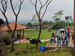 BPPTU-HPT Baturraden Genjot Produksi Susu untuk Program Gizi Nasional