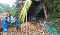BREAKING NEWS Truk Bermuatan Kelapa Terguling di Tanggamus, Dua Pekerja Tewas