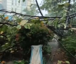 BREAKING NEWS Kawasan BSD Hujan Deras Disertai Angin Kencang, Pohon Bertumbangan 