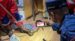 Ular Tedung Sepanjang 1 Meter Masuk Garasi Warga, Dievakuasi Tim Damkar Palangka Raya