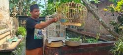 Puyuh Jantan Tak Lagi Disia-siakan, Lomba Kluruk Buka Peluang Ekonomi Baru