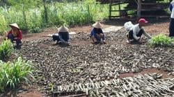 Harga Kaplek Anjlok, Petani Gunungkidul Merugi Akibat Cuaca Tak Menentu