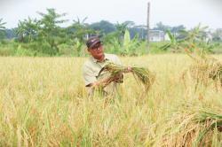 Dinas Bantah Tudingan Program Regenerasi Petani di Kuningan Hanya Sekedar Seremonial