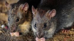 Heboh! 19 Warga Pangkep Terinfeksi Penyakit Kencing Tikus, Satu Meninggal Dunia