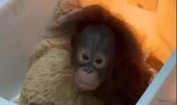 Kisruh Pengelolaan Bandung Zoo, Bayi Orangutan Hampir Jadi Korban