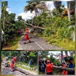 Damkar Palangka Raya Tebang Pohon Kering 10 Meter yang Membahayakan Warga