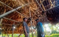 Petani Tembakau Lumajang Ubah Desain Gudang Pengering untuk Meminimalisir Kandungan TSNA