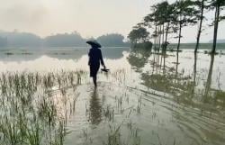 Dampak Proyek Tol? Sawah Petani di Lebak Kembali Terendam Hingga Puluhan Hektare