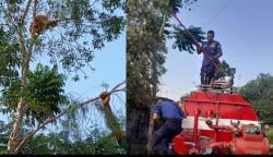 Naik Pohon Tak Bisa Turun, Kucing Oren di Ngasem Dievakuasi Petugas Damkarmat Bojonegoro