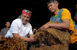 Serapan Tembakau Petani Temanggung Naik, PT Djarum Tambah Kuota Jadi 6.000 Ton