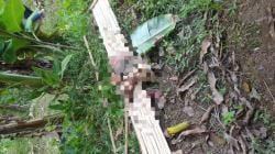 Teror Hewan Buas di Hantara: 20 Ekor Kambing Tewas Diterkam, Warga Resah