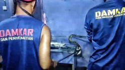 Ular Piton 3 Meter di Plafon Warung Berhasil Dievakuasi Damkar