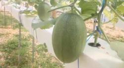 Warga Blora Sulap Lahan Kosong Jadi Kebun Melon Hidroponik