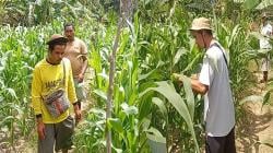 Petani Oenesu Berjuang Lawan Krisis Air, Mesin Pompa Jadi Penentu Panen Jagung Hibrida
