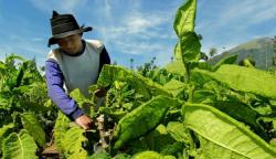 Petani Tembakau di Bumijawa Dapat Pelatihan Ketrampilan Kerja dari Disperintransnaker Tegal
