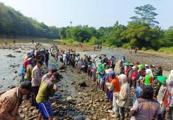 Ratusan Warga Turun ke Sungai Cisanggarung, Bangun Bendungan Tradisional