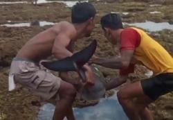 Heboh! Lumba-Lumba Terdampar di Pantai Sawarna, Diselamatkan Tim Balawista