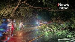 Pohon Tumbang Lumpuhkan Jalan Poros Polman–Majene, Lalu Lintas Macet Total