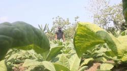 Kemarau Basah Rugikan Petani Tembakau di Blora