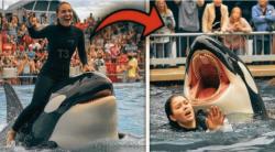 Fakta di Balik Video Viral Pelatih Orca Tewas Diserang, Hoaks atau Nyata?