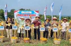 Skema Kemitraan Memberi Kepastian Hasil Panen Jagung Petani di Grobogan Tembus Pasar Industri