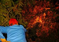 Seorang Anak di Indramayu Luka Berat Disengat Tawon, Damkar Turun Tangan Evakuasi Sarang