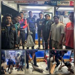 Mahasiswa KKN Evakuasi Trenggiling yang Masuk ke Permukiman Warga di Katingan 