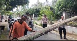 Pohon Tumbang Bikin Gelap & Macet, Polsek Jangka Buya Bergerak Sekilat Petir