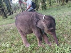 Induknya Hilang,  Anak Gajah di Riau Akhirnya Mati