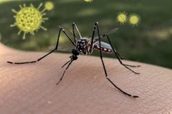 Lima Cara Efektif Mencegah Penularan Virus Chikungunya