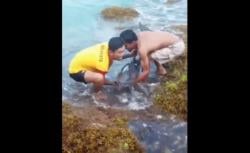 Dramatis! Lumba-Lumba Terdampar di Pantai Sawarna, Petugas Balawista Berjuang Evakuasi