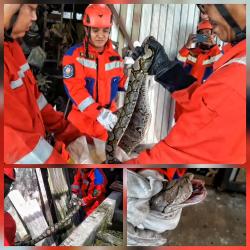 Kabur ke Selokan Usai Memangsa Ayam, Ular Piton 3,5 Meter Dievakuasi Tim Rescue Damkar