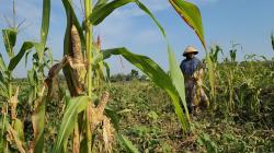 Hama Tikus Mengganas di Bojonegoro, Petani Jagung dan Kacang Gagal Panen