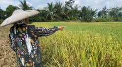Ganasnya Hama Tikus di Lebak, Belasan Petak Sawah Ludes, Petani Merugi Besar