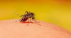 Heboh! Sumut Disebut Masuk 5 Besar Kasus Chikungunya, Dinkes Buka Data Aslinya