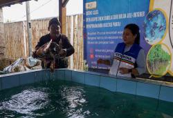 Konservasi Tukik Penyu Nagaraja di Adipala Cilacap Kian Moncer Kiprahnya