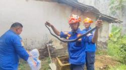 Evakuasi Menegangkan! Damkar Lebak Tangkap Ular Kobra Jawa di Rumah Warga