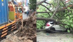 Dihantam Truk Kontainer, Pohon Tumbang Timpa Mobil Parkir di Jalan Bandang Makassar