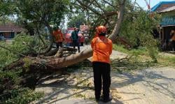 Tak ada Hujan Tak Ada Angin,  Pohon di Sedayu Tumbang ini Penyebabnya