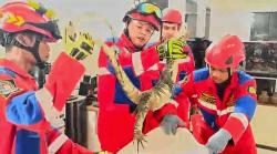 Biawak Besar Masuk Rumah Warga di Palangka Raya, Berhasil Dievakuasi Tim Rescue Damkar