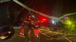 Pohon Tumbang Timpa Pengendara di Jalur 2 Tenggarong-Samarinda, Satu Orang Tewas