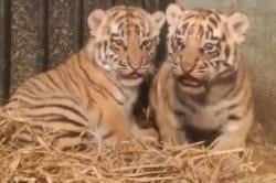 Penambahan Koleksi Satwa, Dua Harimau Benggala Jantan Lahir di Bandung Zoo
