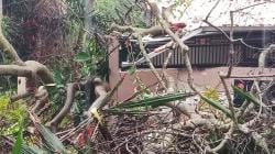 Hujan Disertai Angin Kencang, Tiga Pohon Besar Roboh hingga Timpa Rumah Warga