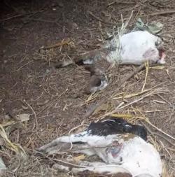 BREAKING NEWS Belasan Kambing Mati Mengenaskan di Lombok Timur, Penyebab Masih Misteri