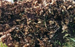 Harga Anjlok, Petani Jahe di Lereng Gunung Slamet Pemalang Merugi