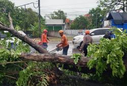 Waspada! Pohon Tumbang Akibat Hujan Deras Disertai Angin Kencang Timpa Truk di Purwodadi Grobogan