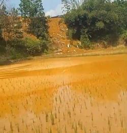 KLH Diminta Turun Tangan: Sawah Tegal Wangi Tercemar Limbah B3