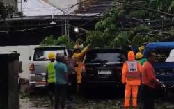Akibat Hujan Deras, Pohon Tumbang Timpa Tiga Mobil di Ponorogo
