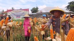 Panen Jagung Perdana di Randudongkal, Kapolres Pemalang Apresiasi Kolaborasi Ketahanan Pangan