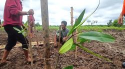 Miliki Peran Vital Bagi Nelayan dan Wisata Banyuasin, Bibit Mangrove Ditebar di Hamparan Sungsang IV